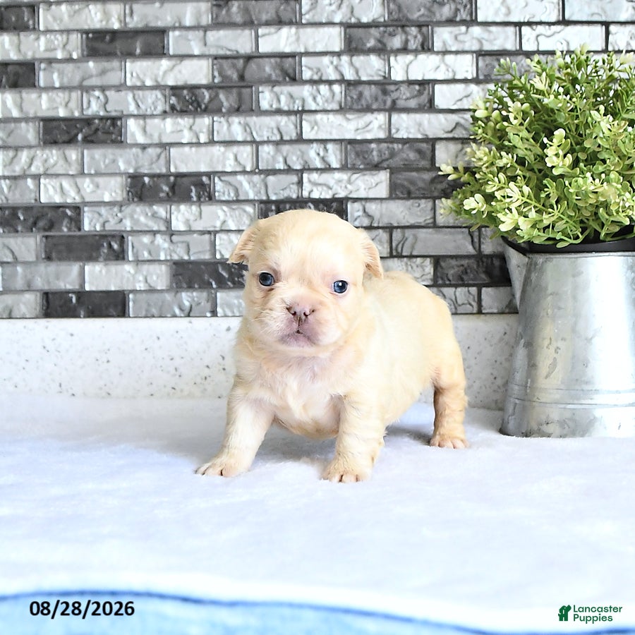 French Bulldog dogs Ivy - Ad 1