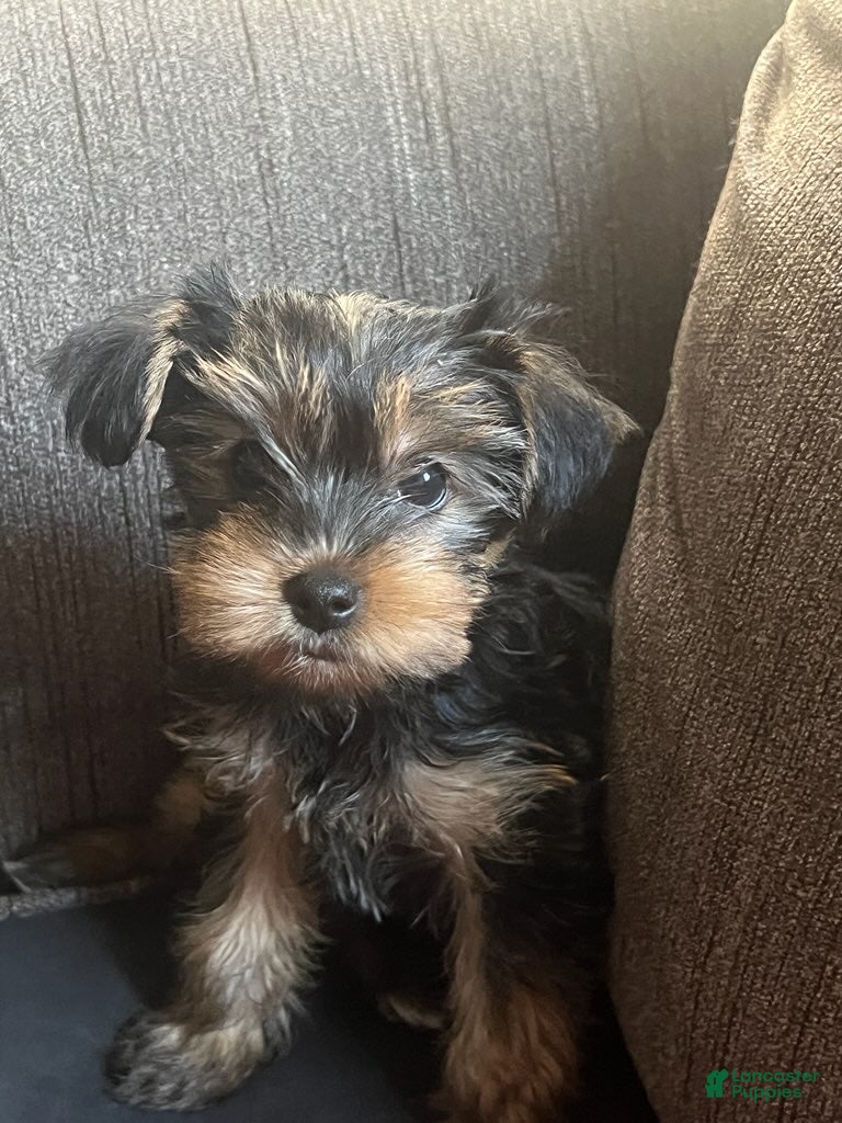 Yorkshire Terrier (Yorkshire Terrier, Female) in Boston, MA