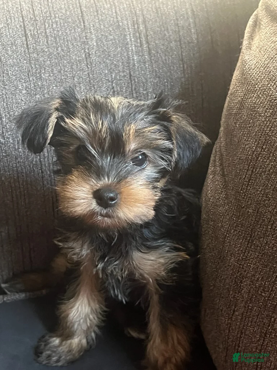 Yorkshire Terrier dogs for sale: Yorkshire Terrier Female - Ad 1