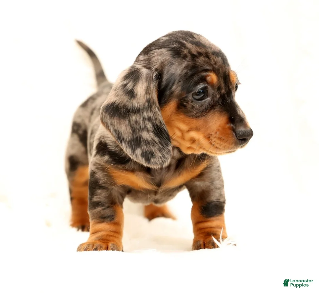 Miniature Dachshund dogs for sale: Indigo - Ad 10