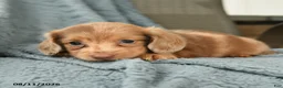 Dachshund dogs for sale: Chester - Ad 3