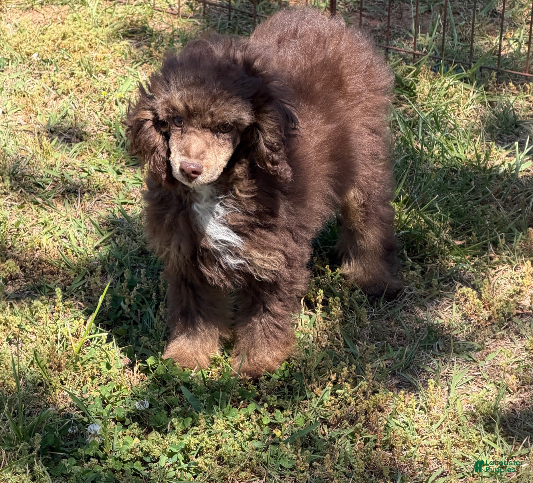 Miniature Poodle dogs Twix - Ad 14