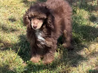 Miniature Poodle dogs Twix - Ad 14