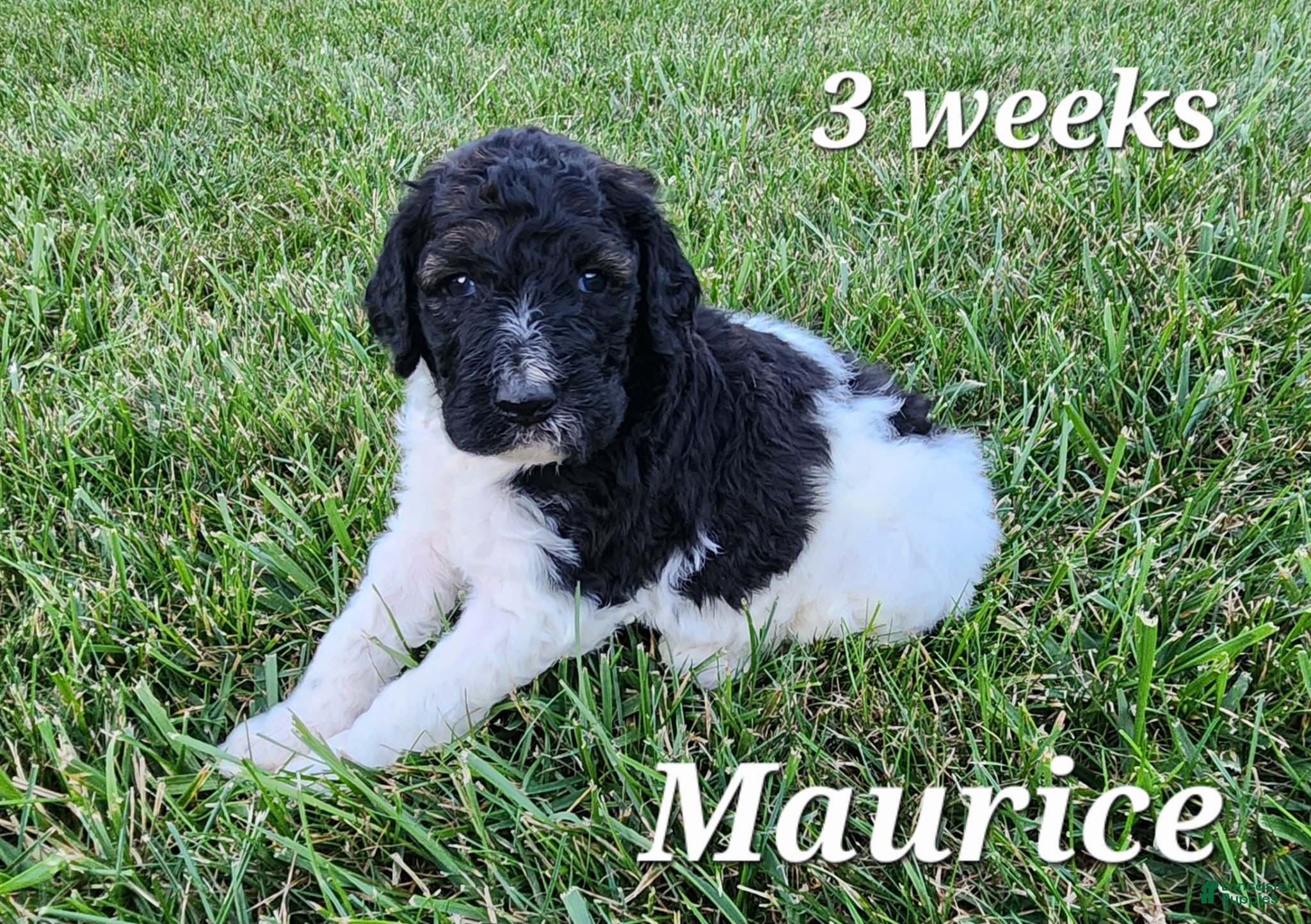Labradoodle dogs Maurice - Ad 1