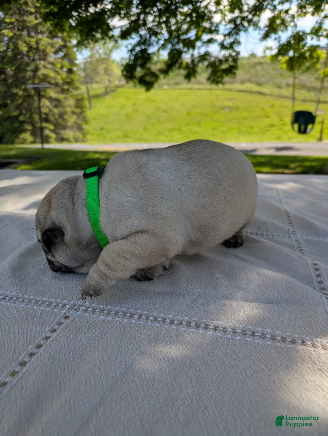 Pug dogs for sale: Luca - Ad 3