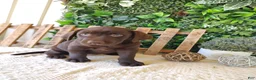 Labrador Retriever dogs for sale: Lexi - Ad 4