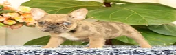 French Bulldog dogs for sale: Barbi - Ad 7