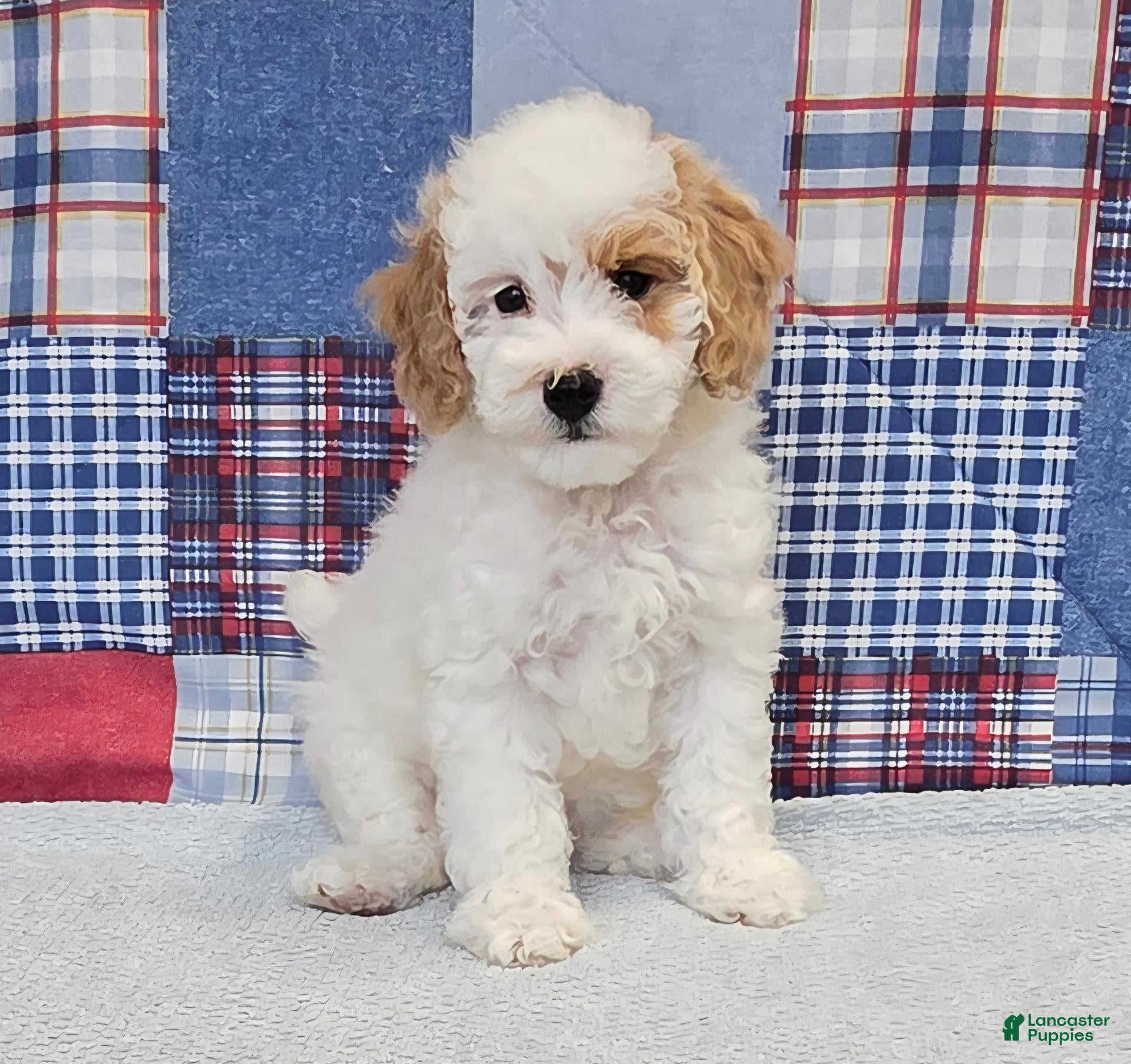 Mini Goldendoodle dogs Mini Goldendoodle white male  - Ad 2