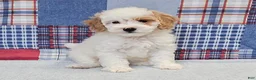 Mini Goldendoodle dogs for sale: Mini Goldendoodle white male  - Ad 2