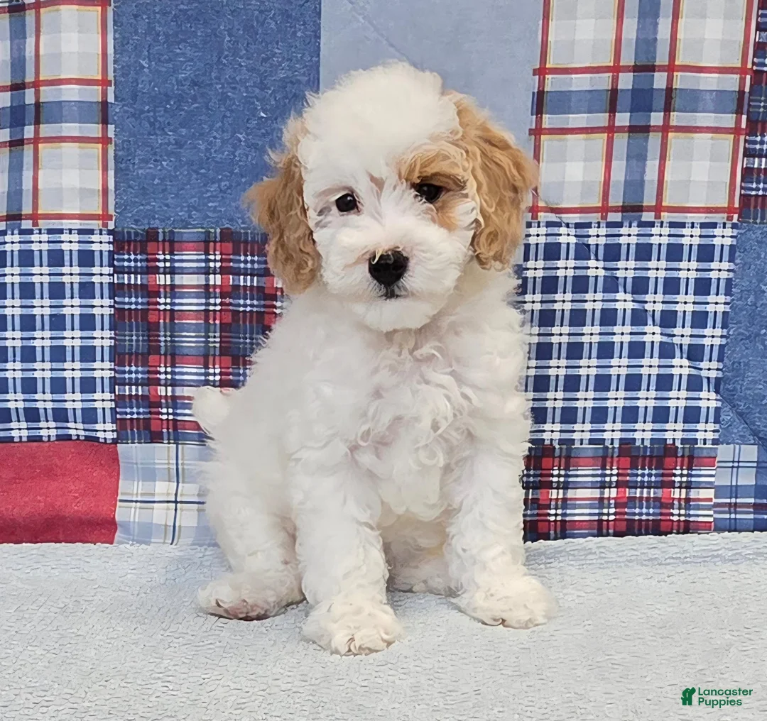 Mini Goldendoodle dogs for sale: Mini Goldendoodle white male  - Ad 2