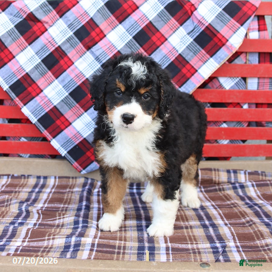 Mini Bernedoodle dogs Graham - Ad 1