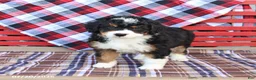 Mini Bernedoodle dogs for sale: Graham - Ad 1