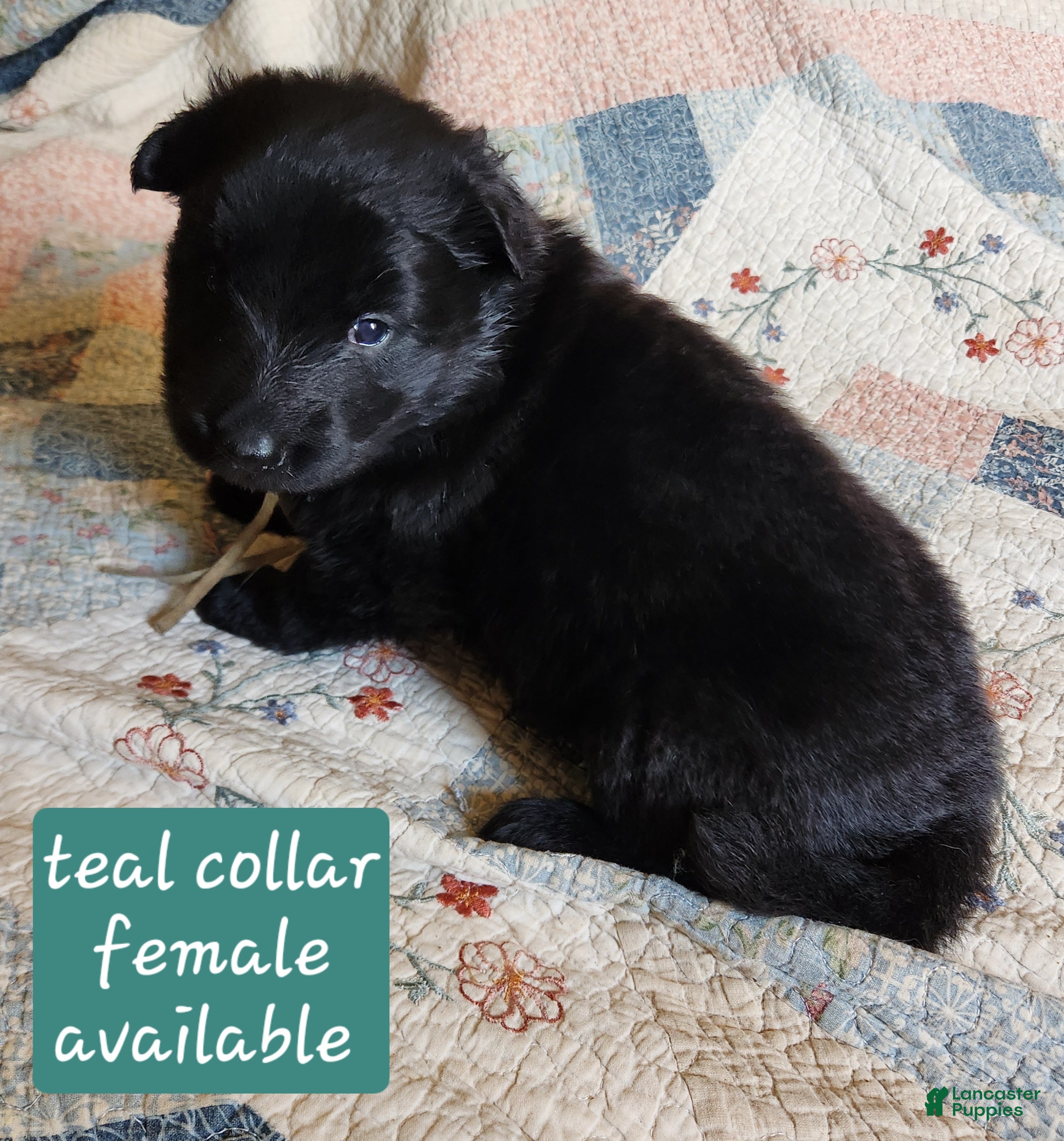 German Shepherd dogs Teal collar - Ad 1