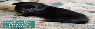 Teal collar
