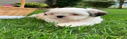 Shih Tzu dogs for sale: Scooter - Ad 3