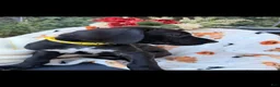 Great Dane dogs for sale: Great Dane 4 - Ad 2