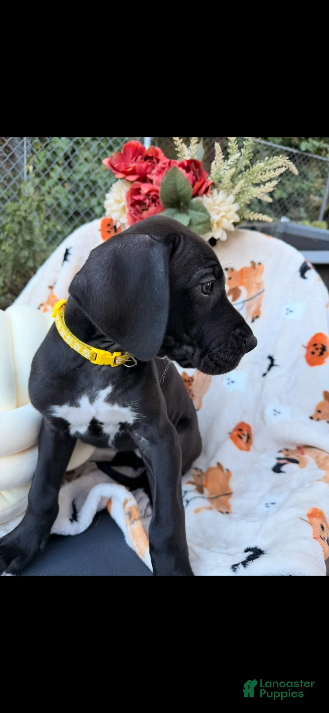 Great Dane dogs for sale: Great Dane 4 - Ad 2