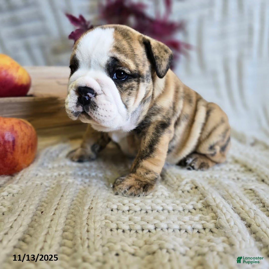 English Bulldog dogs for sale: Jaxon - Ad 11