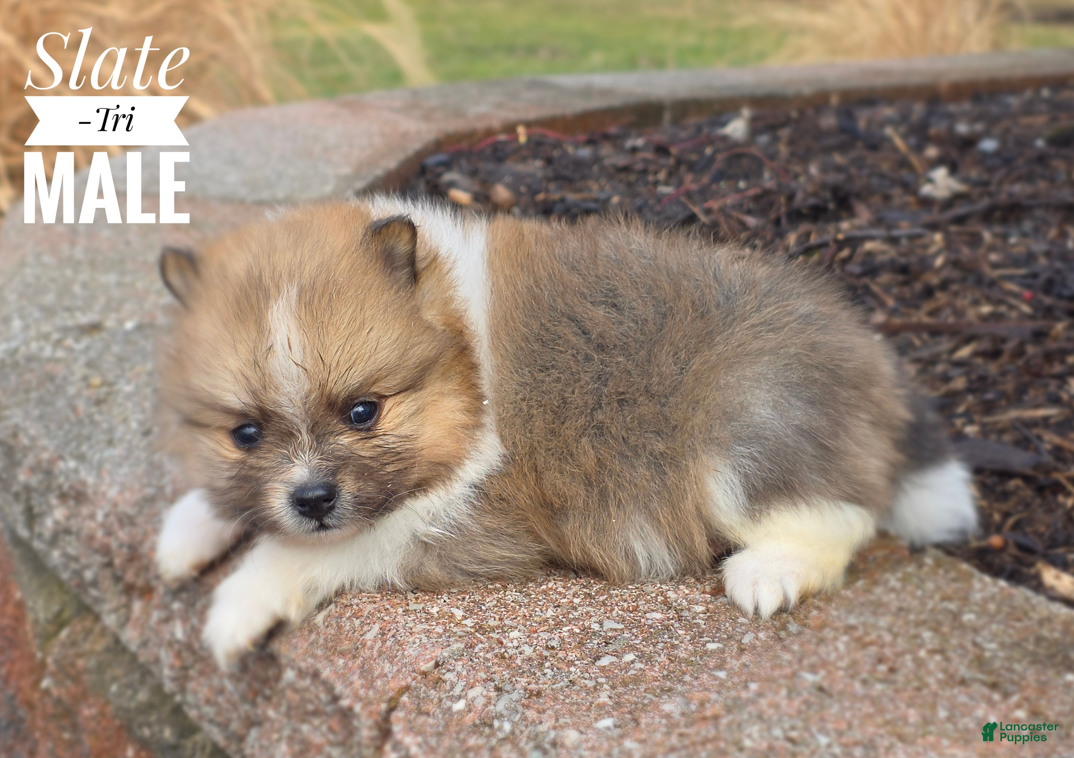 Pomeranian dogs Slate - Ad 2