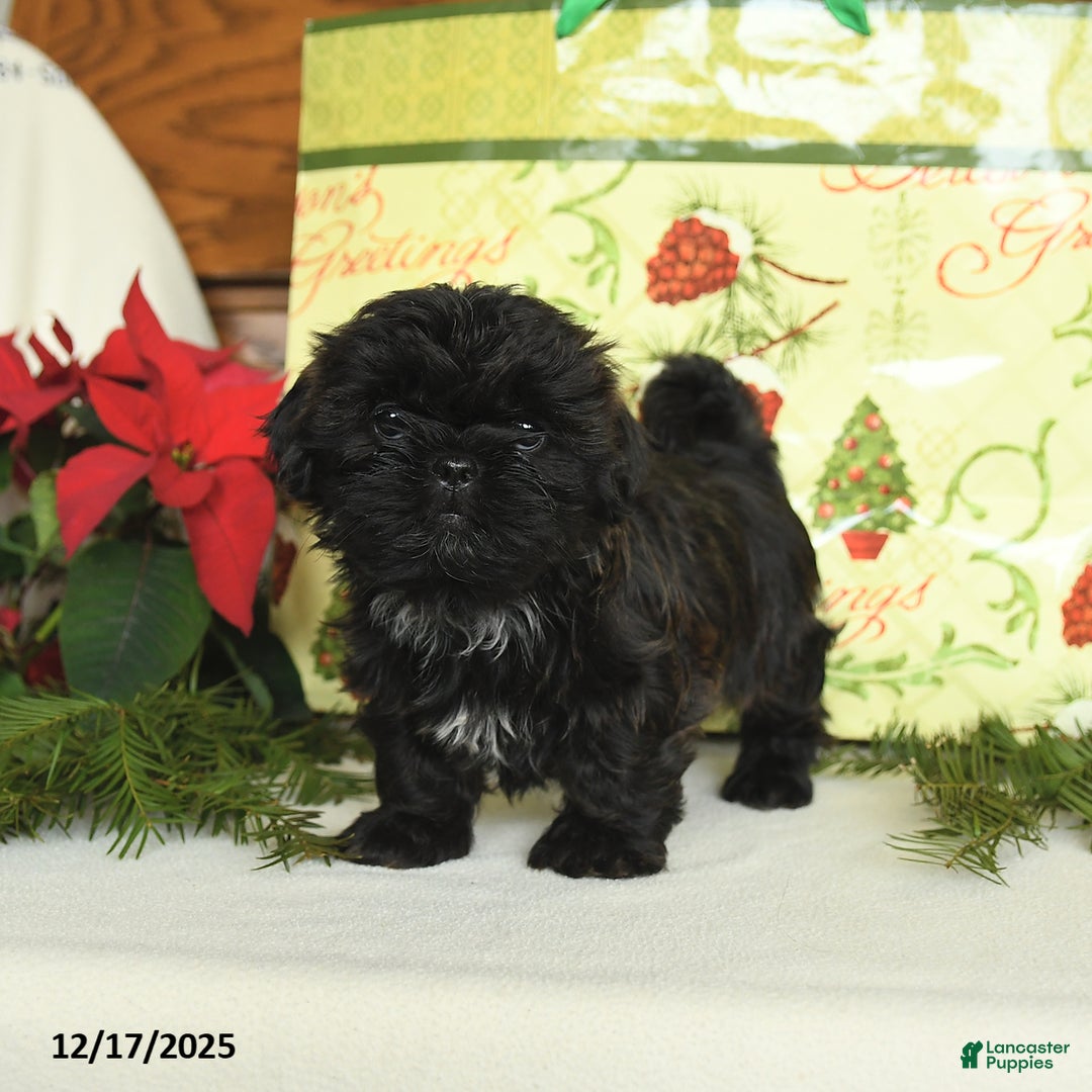 Shih Tzu dogs for sale: Gizmo - Ad 2