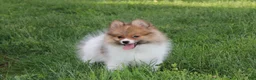 Pomeranian dogs for sale: Theo - Ad 21