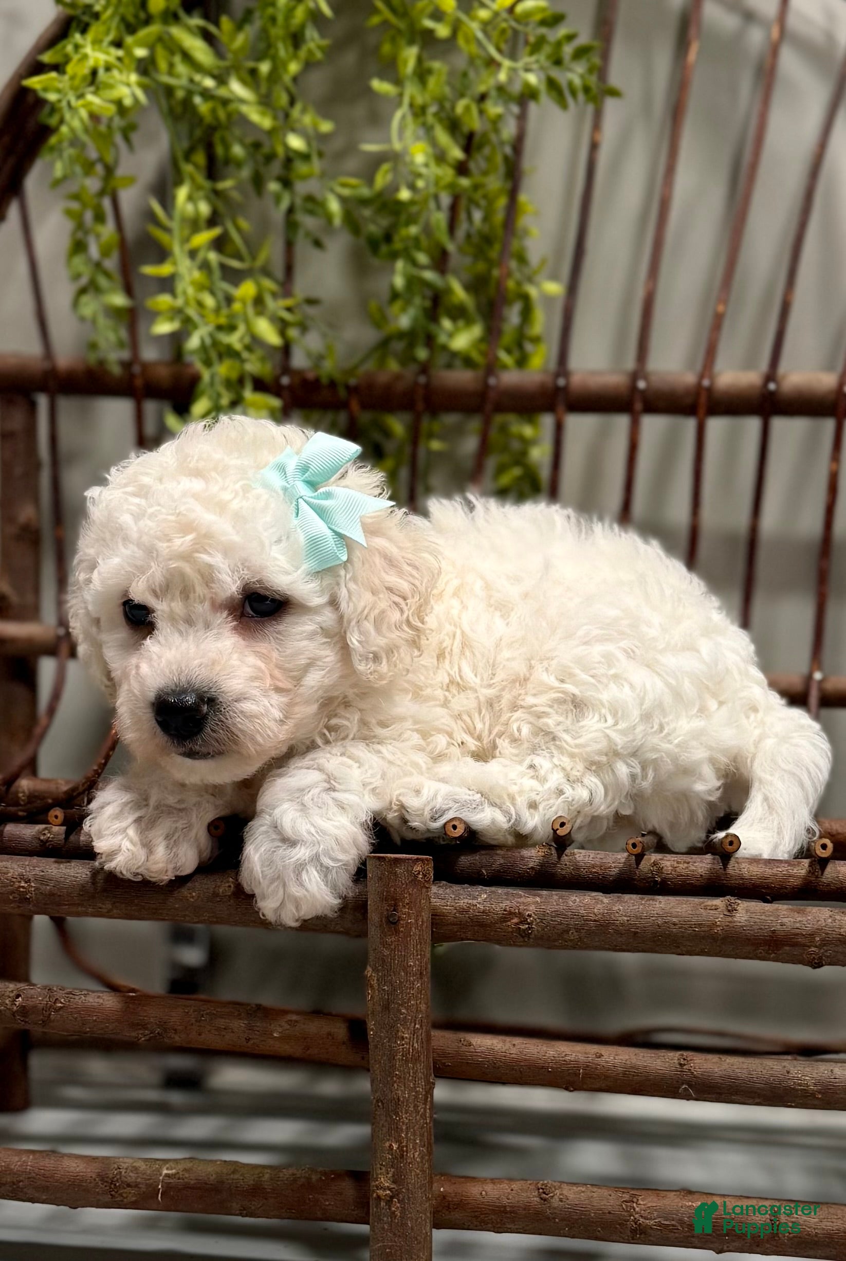 Bichon Frise dogs ACA Maverick  - Ad 1