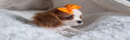 Cavalier King Charles Spaniel dogs for sale: Patsy - Ad 10