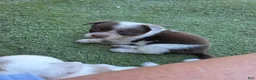 Mixed Breed dogs for sale: Mixed Breed 1 - Ad 3