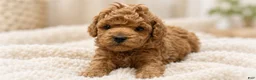 Miniature Poodle dogs for sale: Miniature Poodle 1 - Ad 2