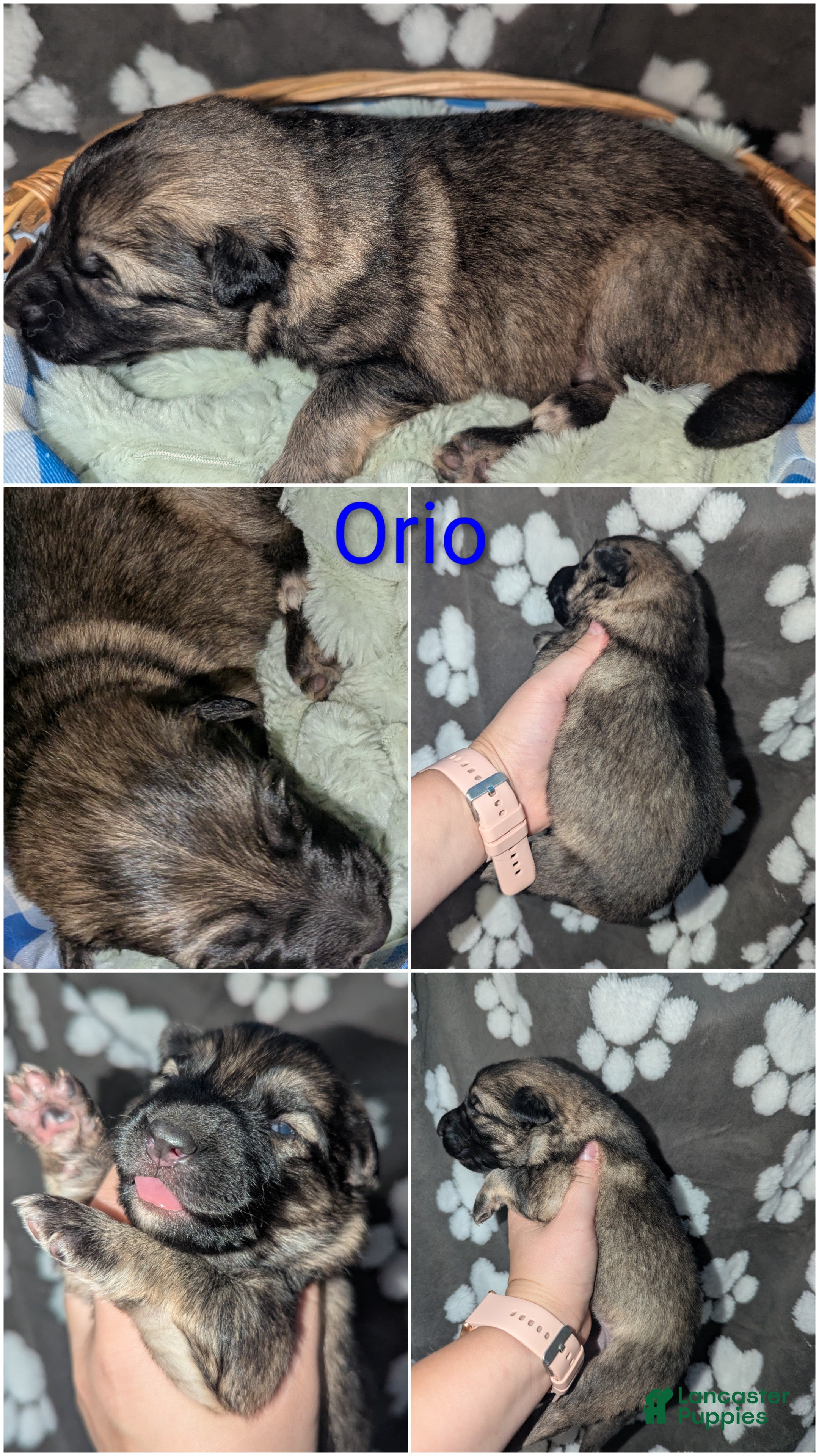 German Shepherd dogs Orio - Ad 1