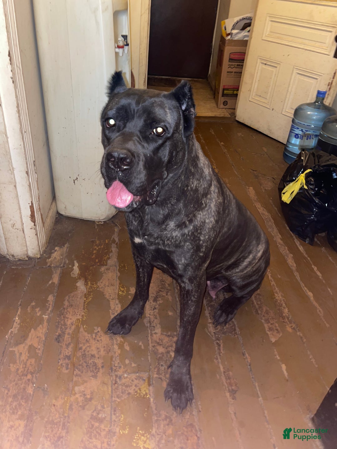 Cane Corso dogs for sale: Zeus Litter M-f Available - Ad 5