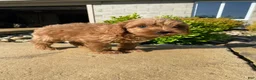 Cavapoo dogs for sale: Winston - Ad 13