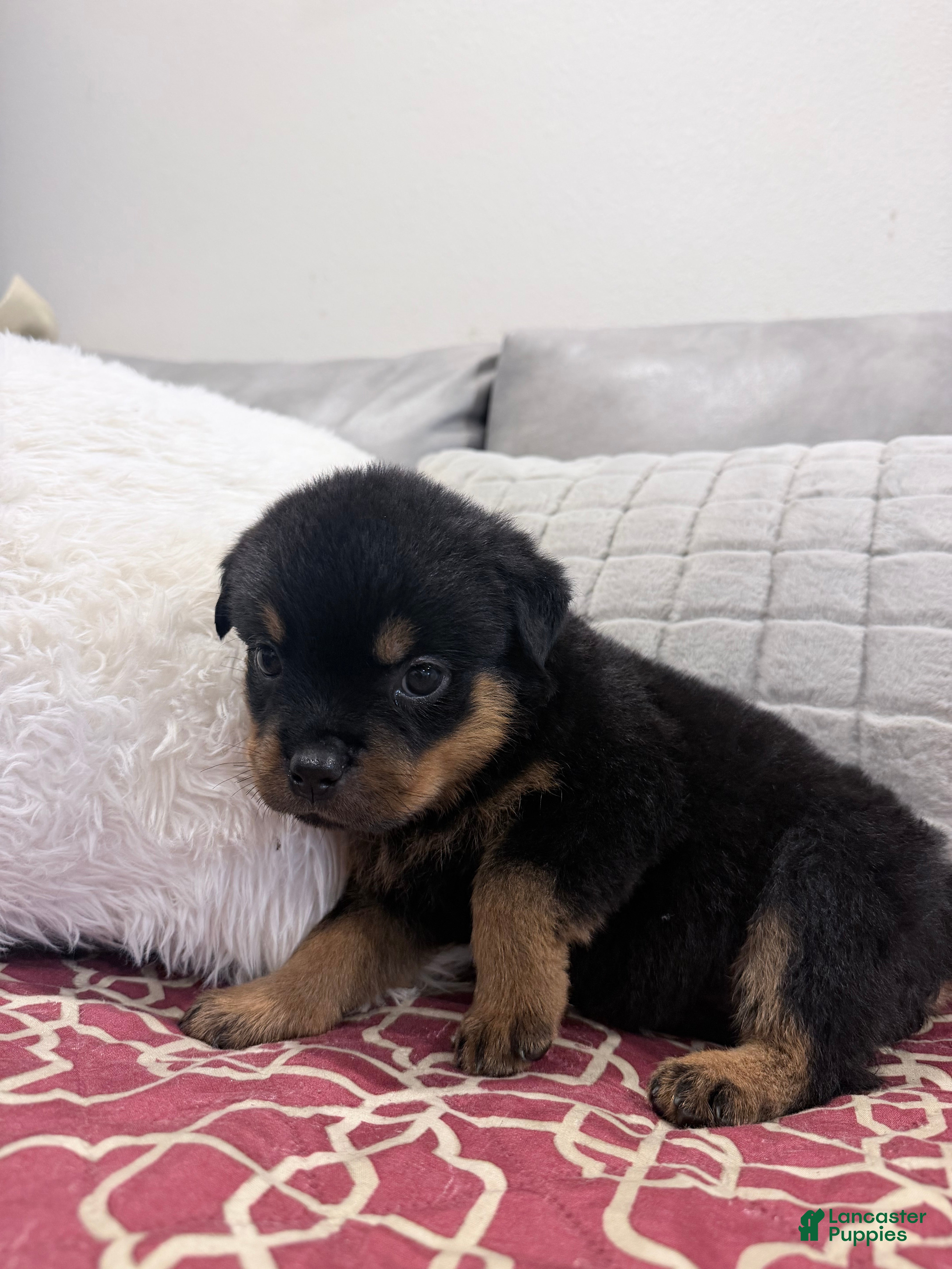 Rottweiler dogs Pink female  - Ad 2