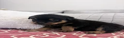 Rottweiler dogs for sale: Pink female  - Ad 2