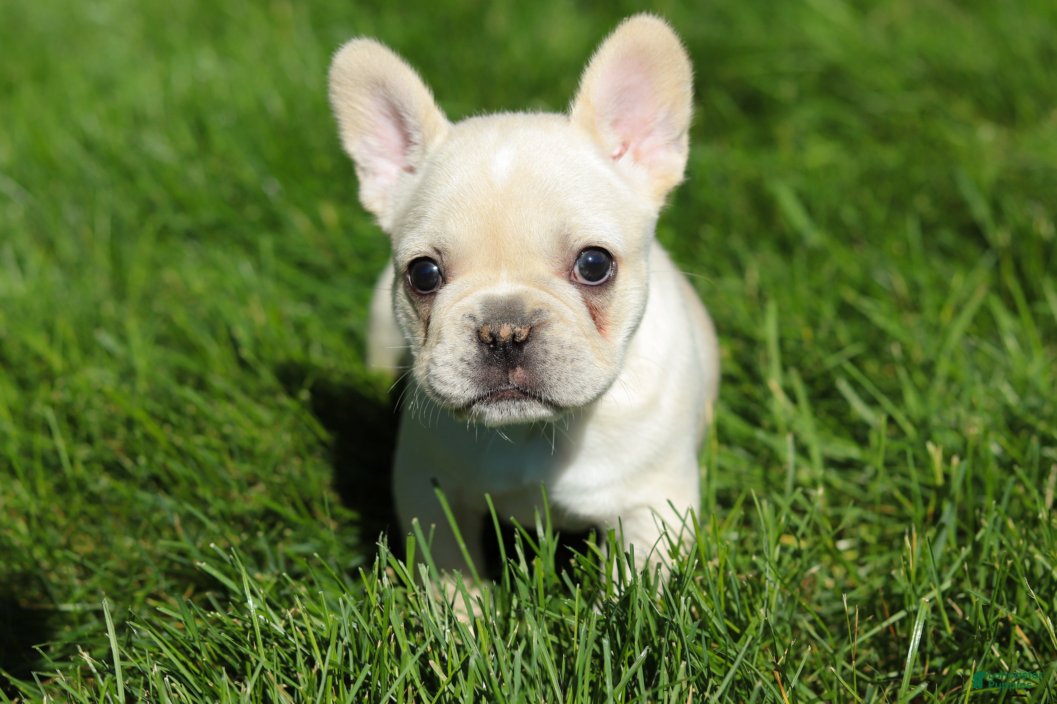 French Bulldog dogs for sale: Courtney - Ad 2