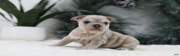 French Bulldog dogs for sale: Major - Ad 4