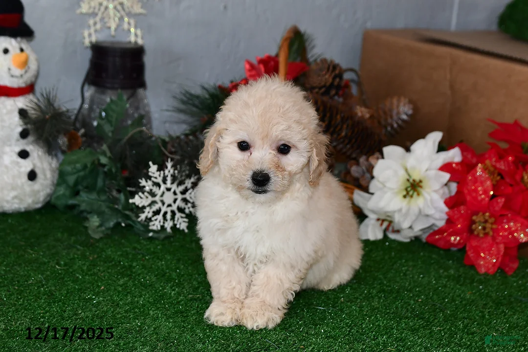 Bichpoo dogs for sale: Benji - Ad 2