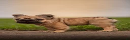 French Bulldog dogs for sale: Tomahawk  - Ad 2