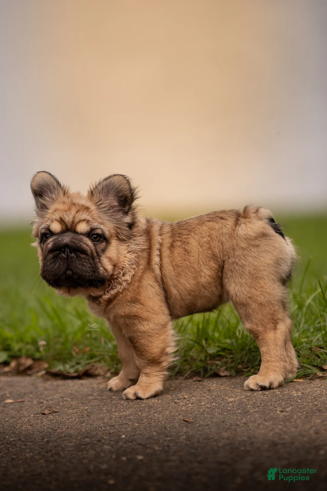 French Bulldog dogs for sale: Tomahawk  - Ad 2