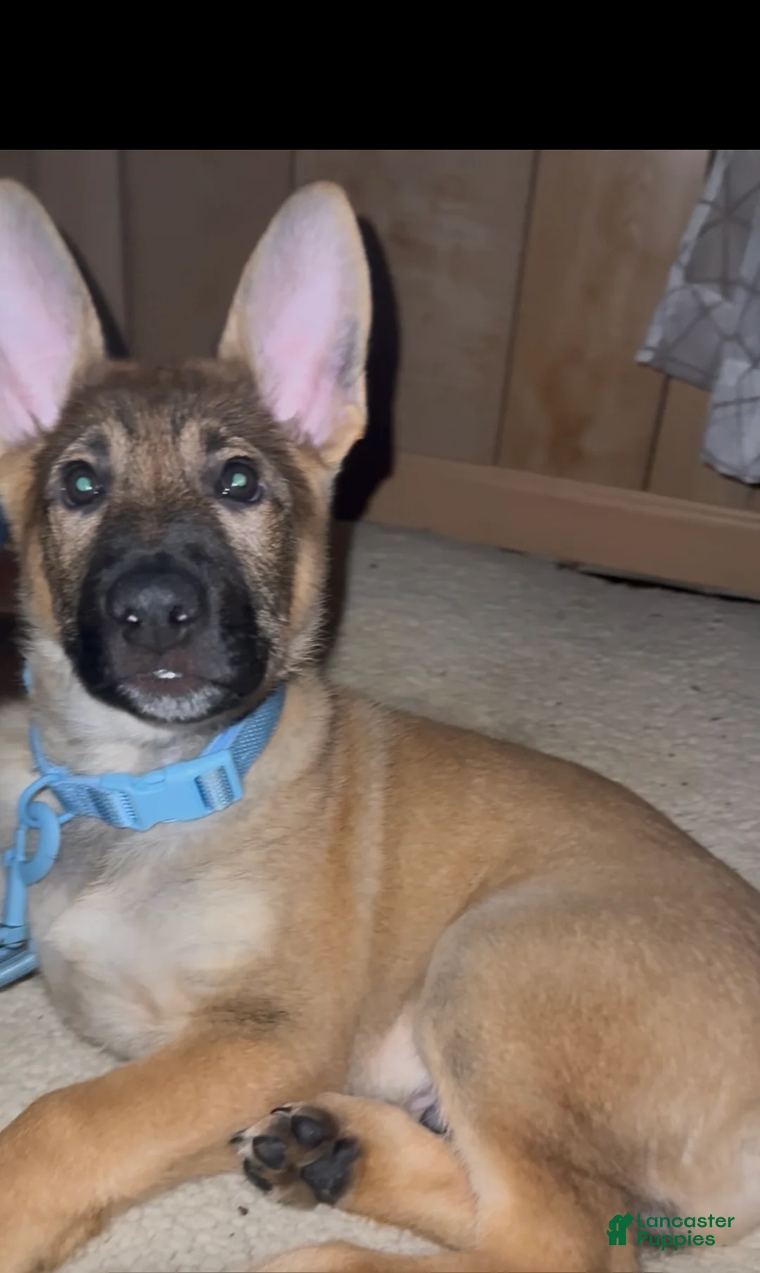 German Shepherd dogs for sale: German Shepherd Puppy 1 - Ad 2