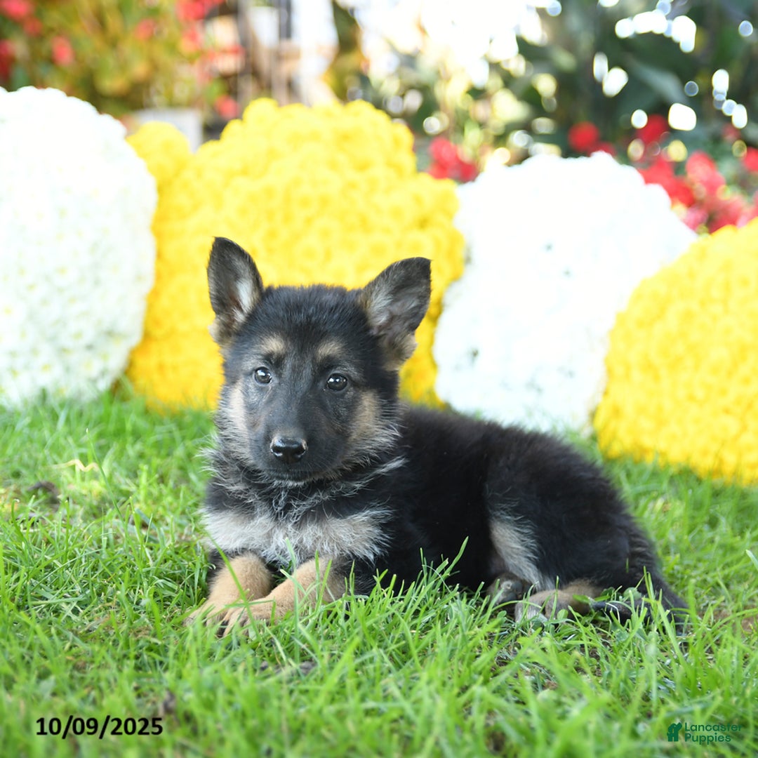 German Shepherd dogs for sale: Princess - Ad 5