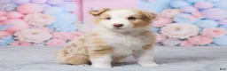 Australian Shepherd dogs for sale: Cooper - Ad 4
