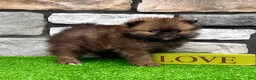 Pomeranian dogs for sale: Buddy - Ad 1