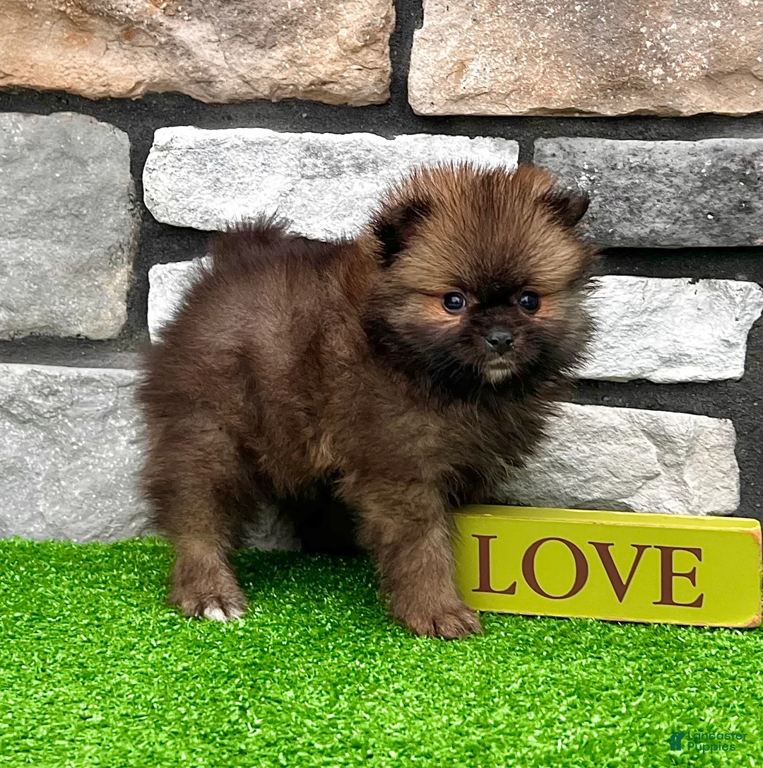 Pomeranian dogs for sale: Buddy - Ad 1