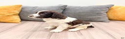 English Springer Spaniel dogs for sale: Earl - Ad 4