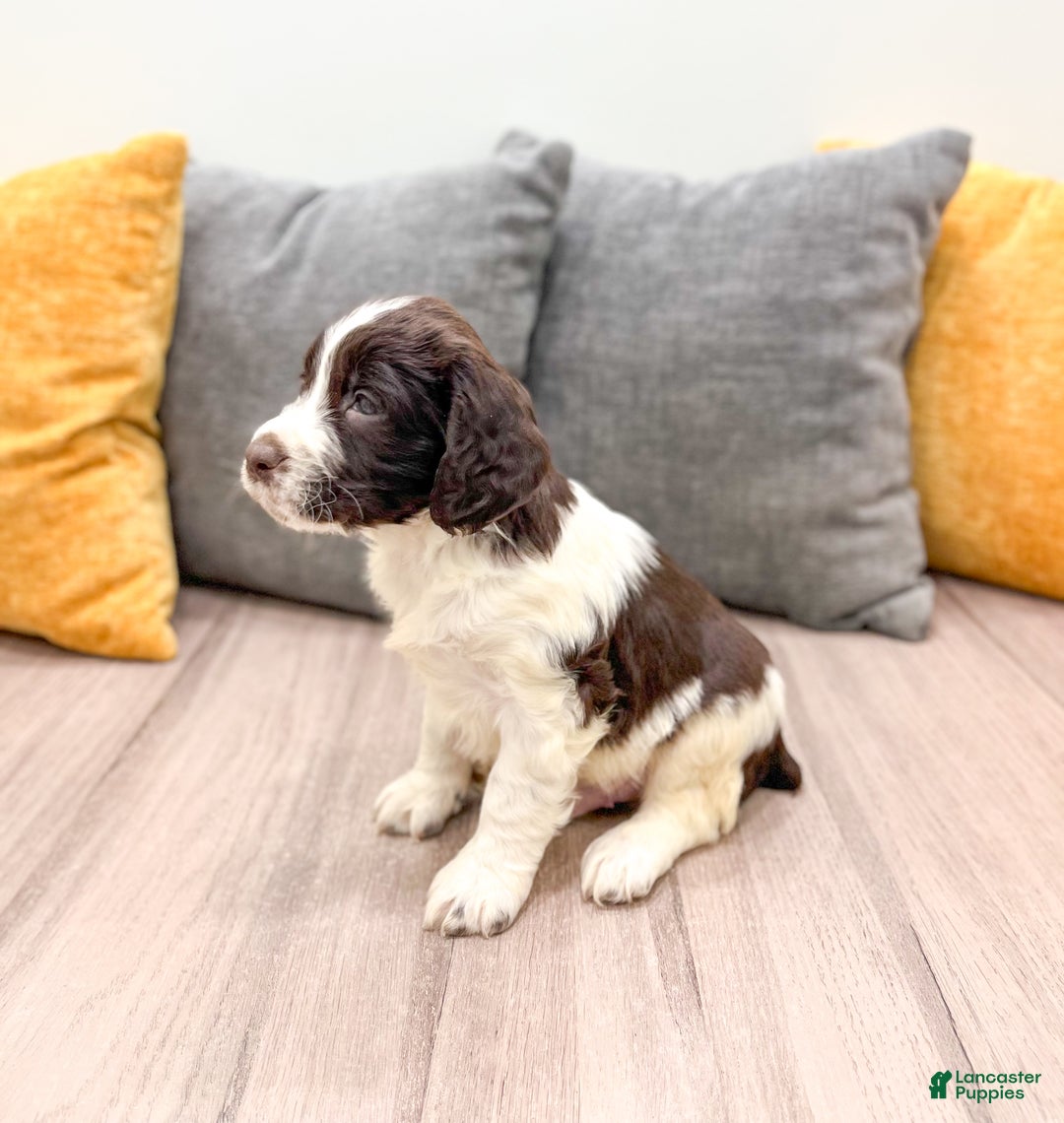 English Springer Spaniel dogs for sale: Earl - Ad 4