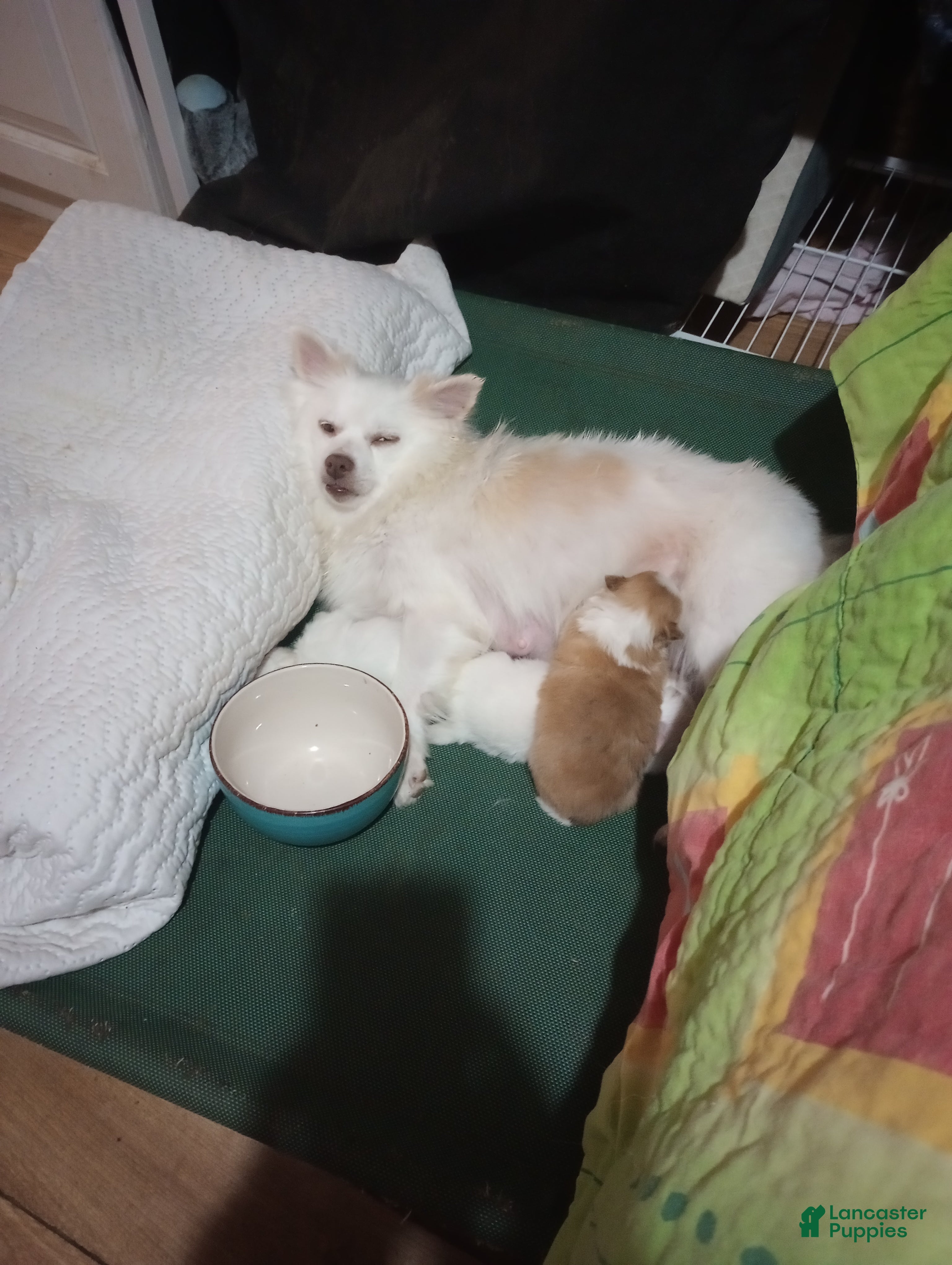Pomchi dogs Pomchi 2 - Ad 1