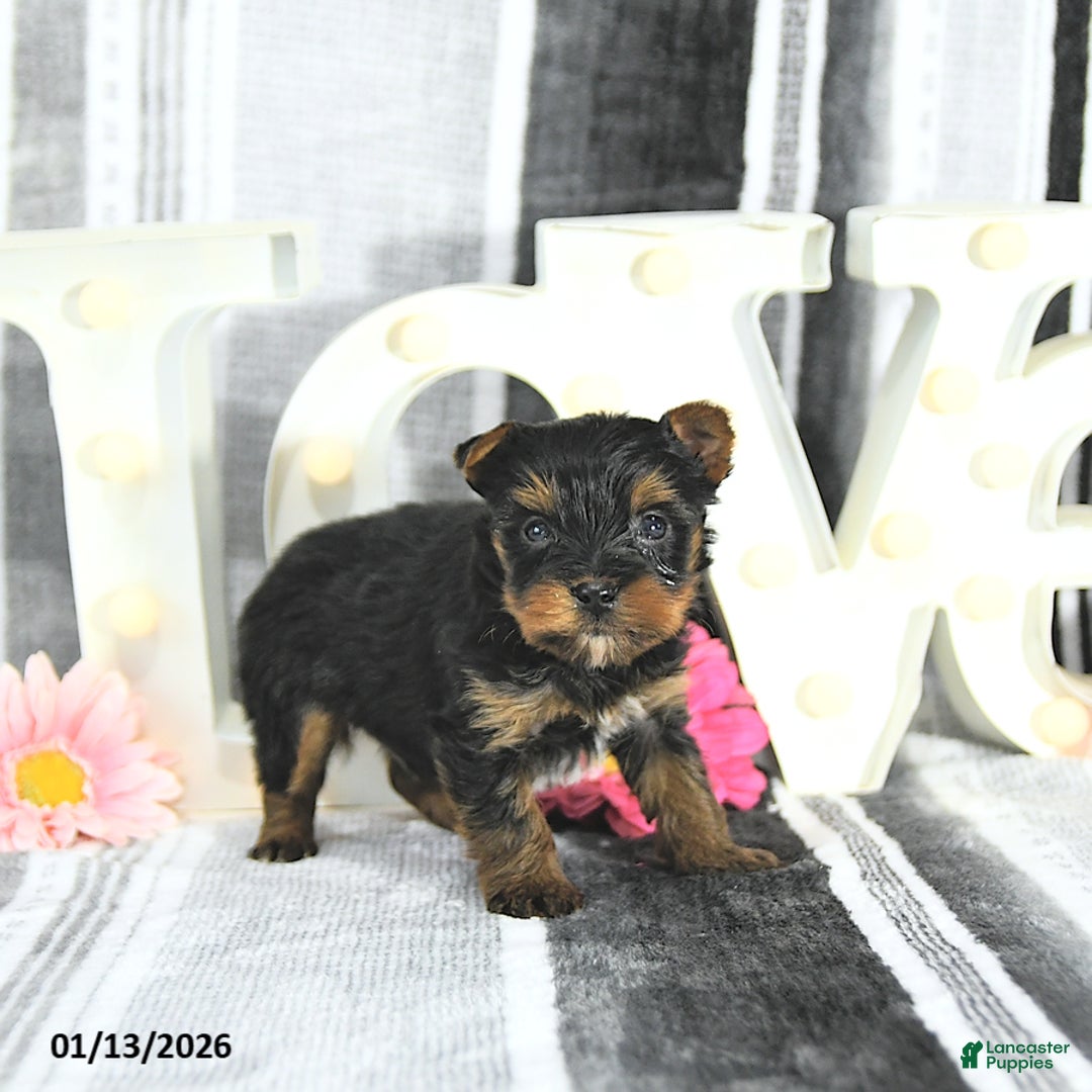 Yorkshire Terrier dogs for sale: Jett - Ad 2
