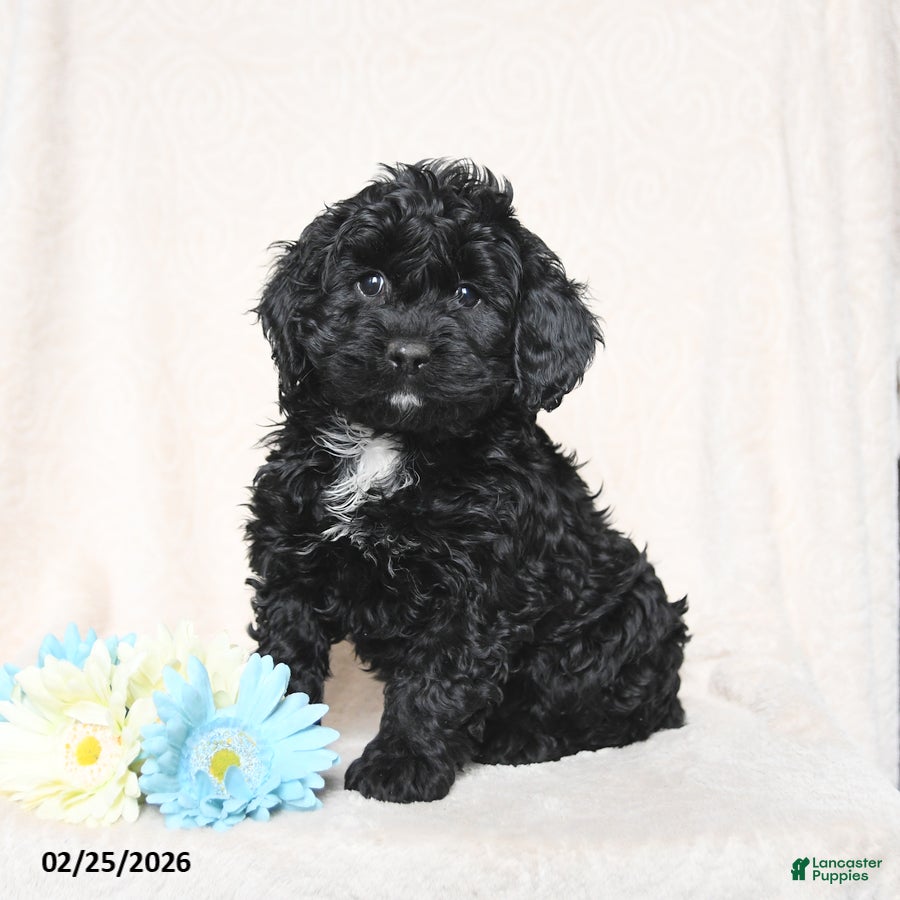 Cockapoo dogs Juliet - Ad 1