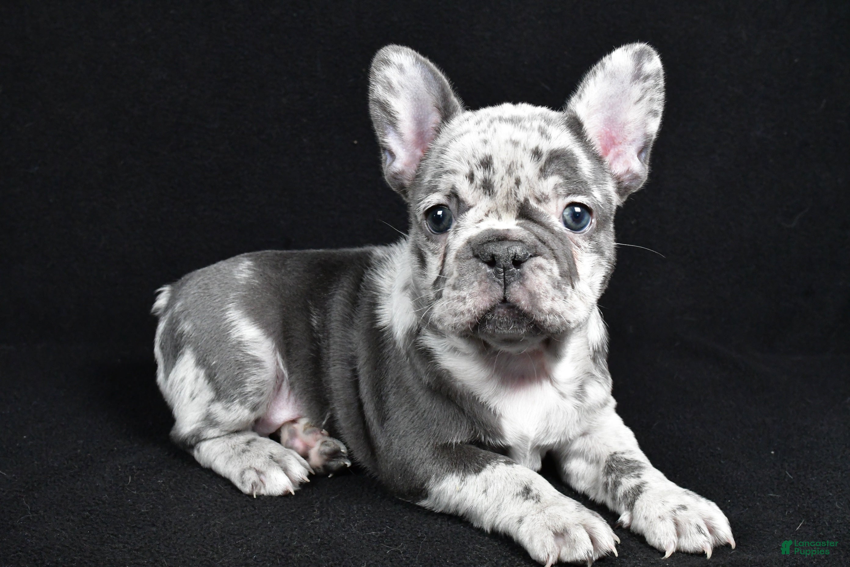 French Bulldog dogs Bella - Ad 1